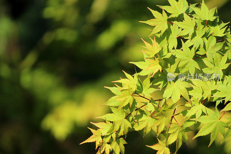 花园中绿色的日本枫叶/掌叶槭